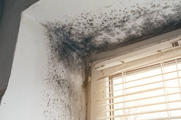 Affordable Mold Removal solutions in North Arlington, NJ